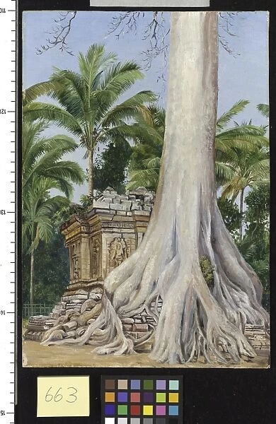 663. Pawan Durfur. Temple crushed by a large Cotton tree, Java