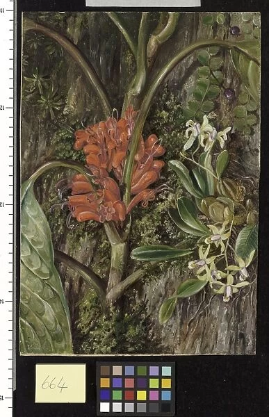 664. Java Flowers. Agalmyla staminea, Blume, with an Orchid and the trailing Campanulacea 