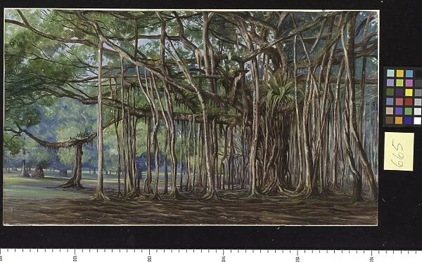 665. Banyan Trees at Buitenzorg, Java