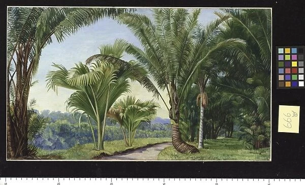 666. Palms in the Botanic Garden, Buitenzorg, Java