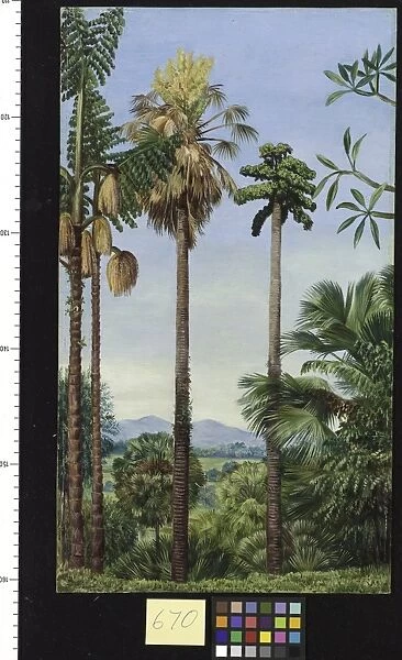 670. The Talipot Palm in Flower and Fruit, and Wine Palm in flow