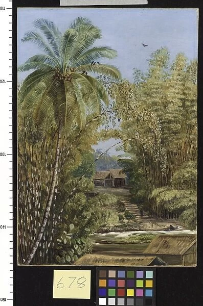 678. Bamboos and Cocoanut Palm