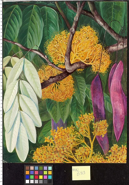 683. Foliage, Flowers, and Fruit of a Malayan Tree