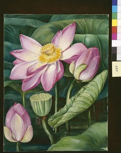 684. Foliage, Flowers, and Fruit of the Sacred Lotus in Java