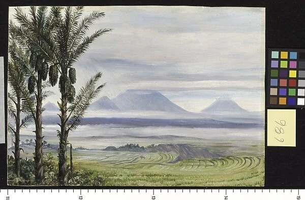 686. Volcanoes from Temangong, with Sugar Palms in the foregroun