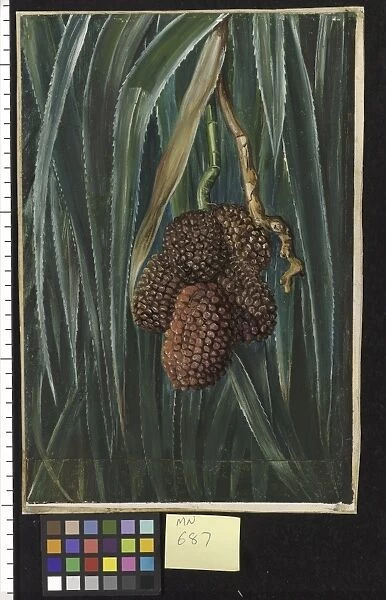687. Foliage and Fruit of a small Screw Pine, Java