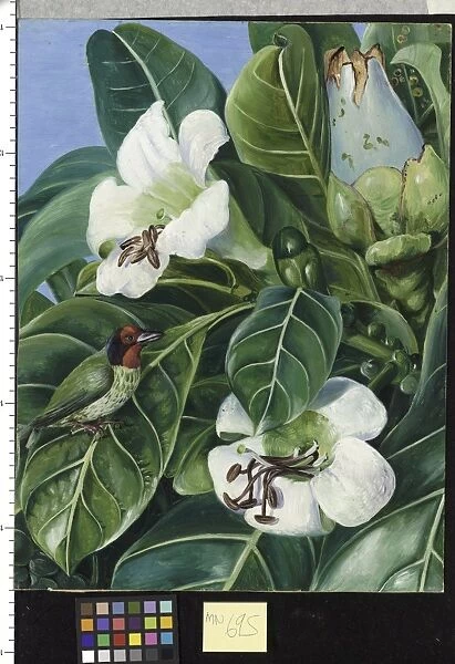 695. Foliage and Flowers of a Forest Tree of Java
