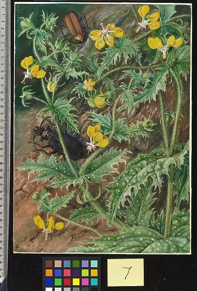7. A Chilian Stinging Nettle and Male and Female Beetles