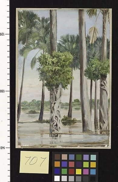 707. Palmyra Palms and Epiphytal Trees in Flood-time, Java