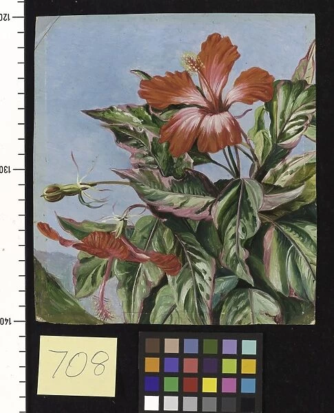 708. A New Caledonian Plant, Hibiscus Cooperi