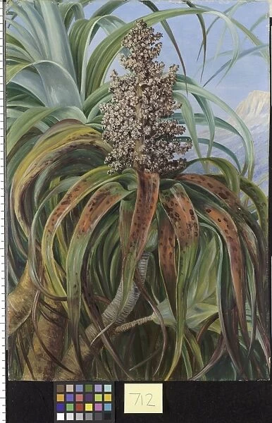 712. A New Zealand Dracophyllum