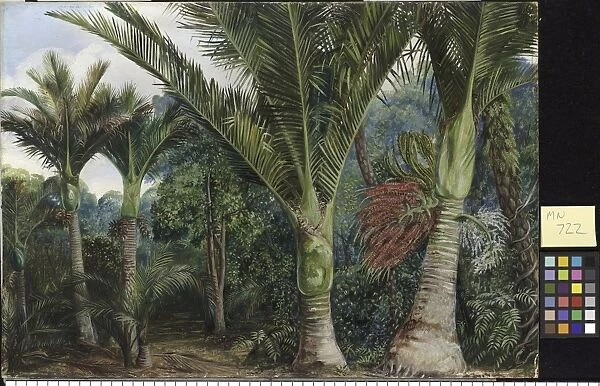 722. Group of Nikau Palms, with a background of the Kawa Kawa, New Zealand