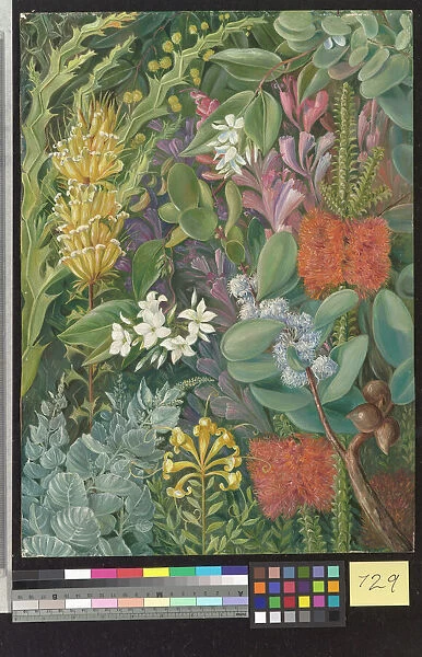 729. A selection of West Australian Flowers