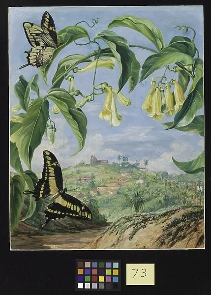73. Yellow Bignonia and Swallow-tail Butterflies with a view of
