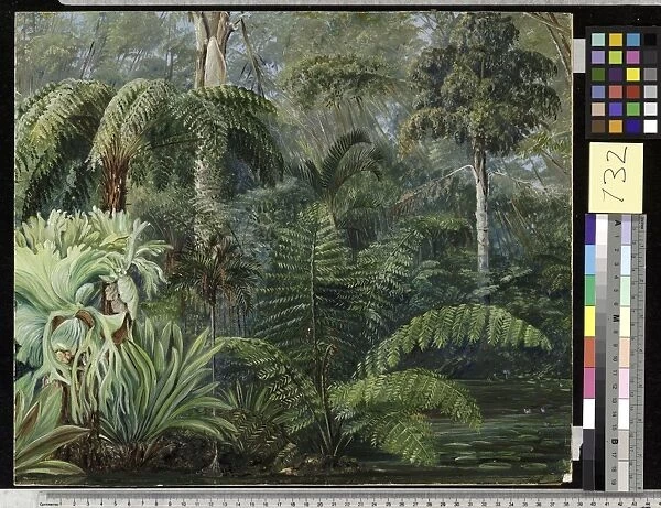 732. Palms and Ferns, a scene in the Botanic Garden, Queensland