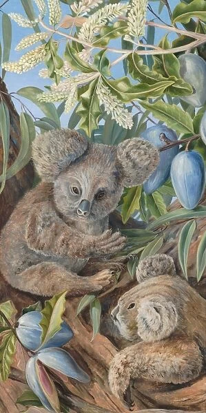 735. Australian Bears and Australian Pears