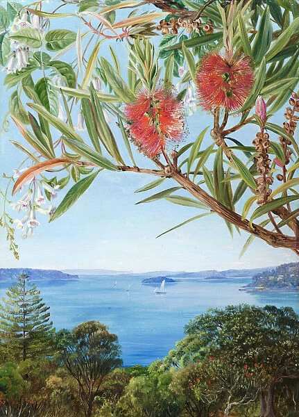 749. Two Australian shrubs, with Sydney Harbour below