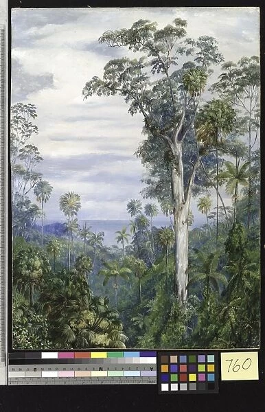 760. White Gum Trees and Palms, Illawarra, New South Wales