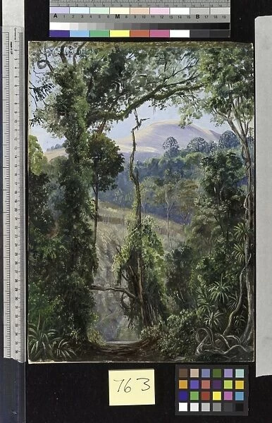 763. View, looking out of the Bunya Forest at the summit, Queens