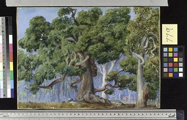 779. An Old Currajong Tree, New South Wales