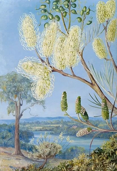 780. Branch of a Grevillea, and a View on the Swan River, West Australia