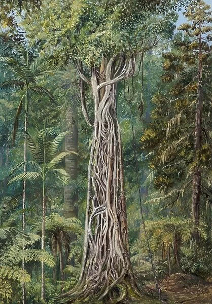 781. Poison Tree strangled by a Fig, Queensland