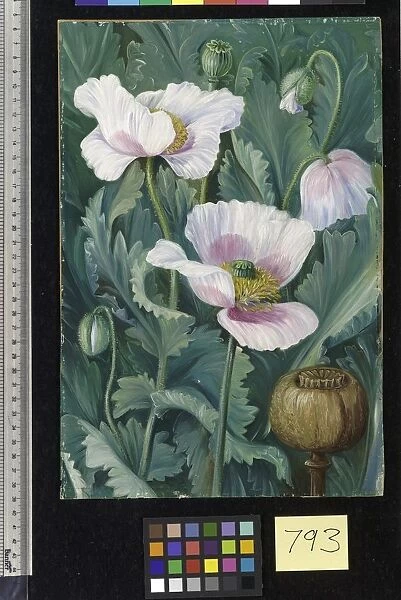 793. Foliage, Flowers, and Seed-vessel of the Opium Poppy