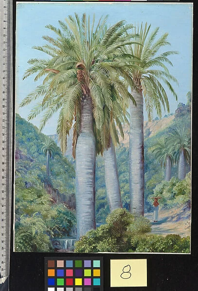 8. Chilian Palms in the Valley of Salto