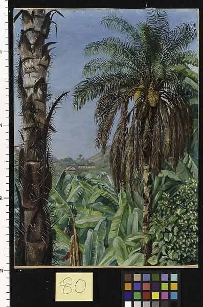 80. Cocoera Palms and Bananas, Morro Velho, Brazil