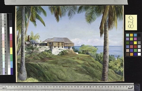 820. Spring Gardens, Jamaica, with its Cocoanut Palms