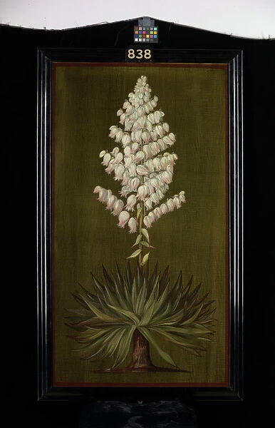838. Adams Needle or Yucca, about half natural size