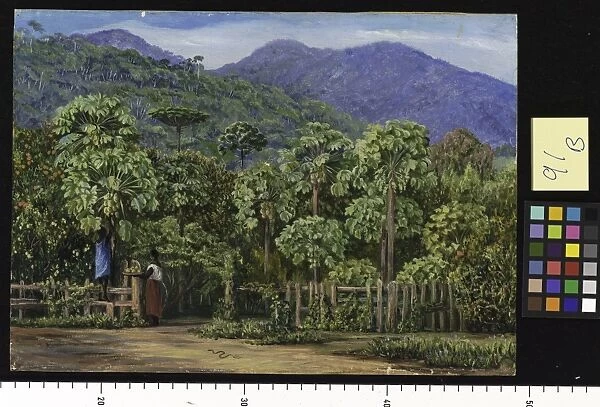 91. Papaw Trees at Gongo, Brazil
