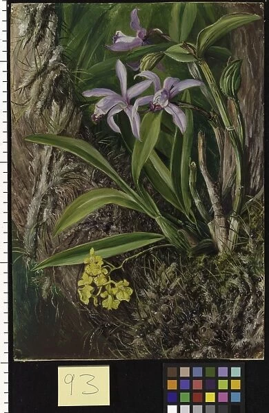 93. Brazilian Orchids and other Epiphytes