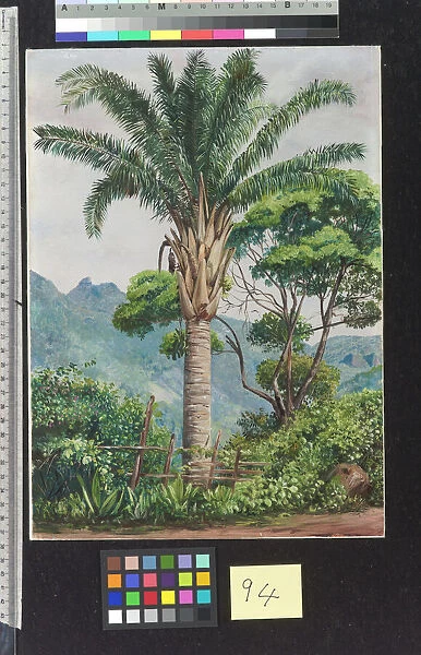 94. Oil Palm at Tijuca, Brazil