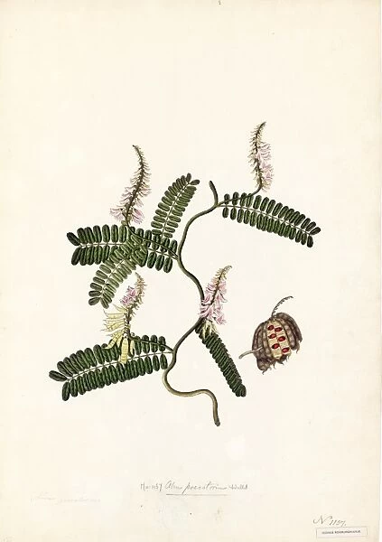 Abrus precatorius, Willd