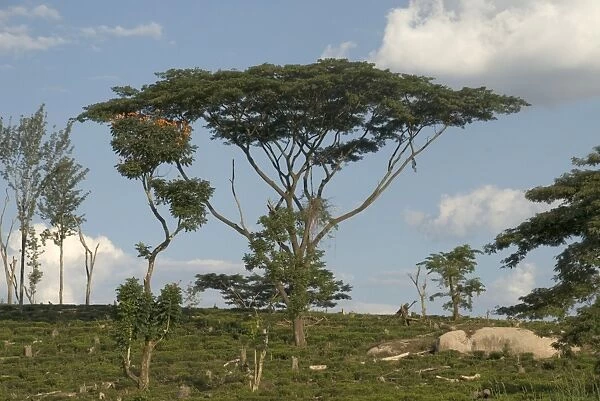 Acacia used to shade the tea plantations