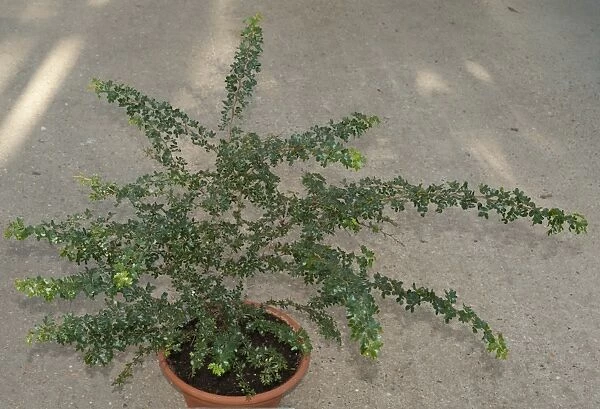 Acacia anegadensis. Also known as pokemeboy, this plant is listed on the