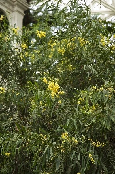 Acacia retinodes. 1978-6209, FABACEAE, LEGUMINOSAE