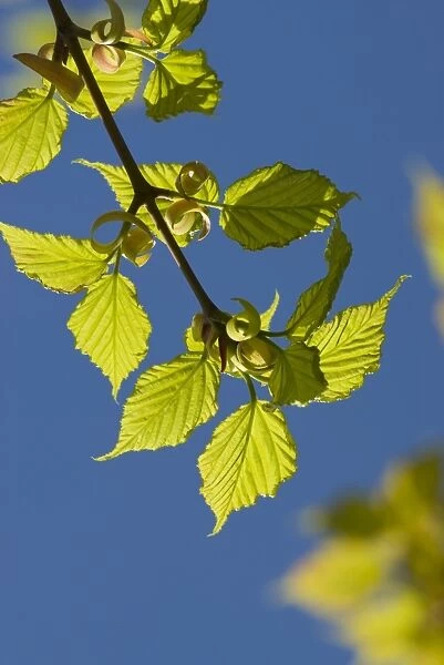Acer capillipes. Kyushu maple or red snakebark maple