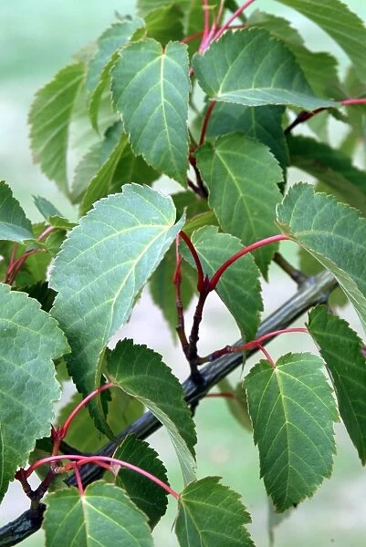 Acer davidii branch