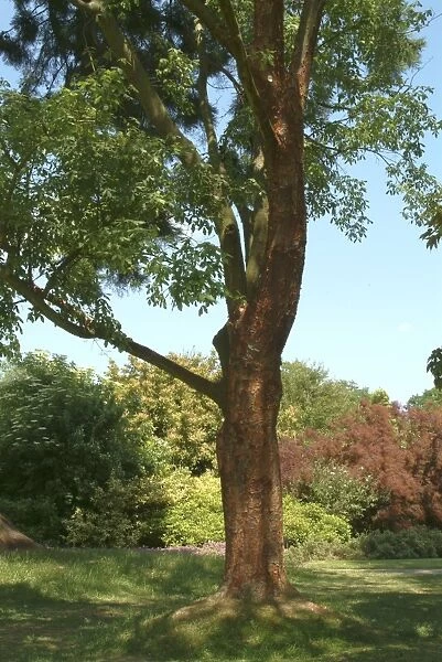 Acer griseum. Paper-bark maple