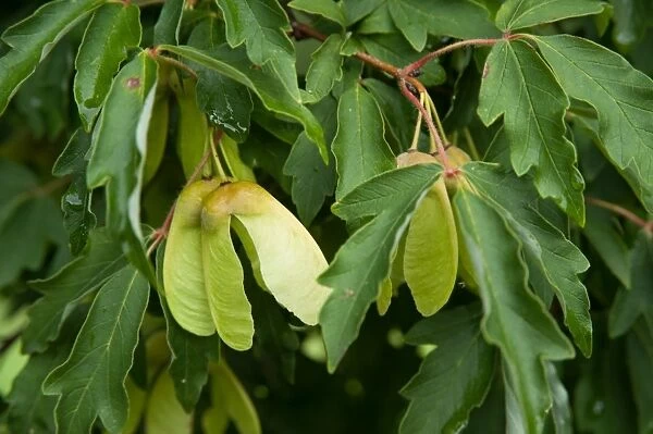 Acer griseum seeds. Acer griseum