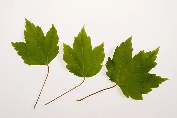 Acer Leaf. Acer leaf