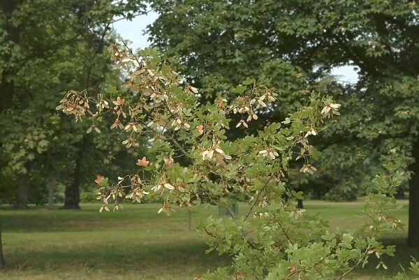 Acer monspessulanum. Montpelier maple