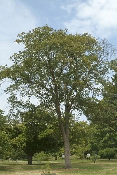 tree. ACERACEAE, Acer, cappadocicum, subsp.sinicum, 191429201WILL, Asia