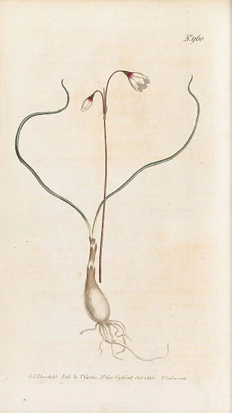 Acis autumnalis, 1806