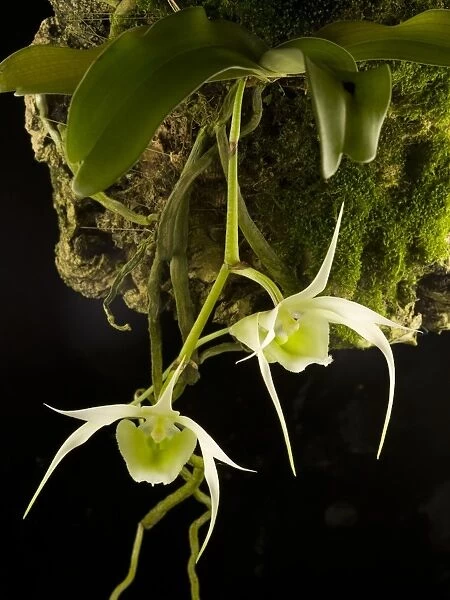 Aeranthes henrici ORCHIDACEAE Yunan China* 003984LT