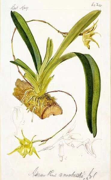 Aeranthus arachnites, 1873