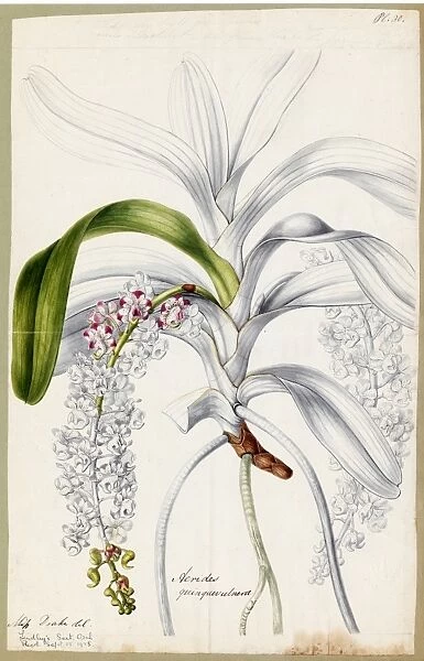 Aerides quinquevulnera, 1838