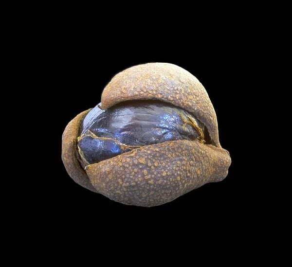 Aesculus indica. Indian horse chestnut, fruit (loculicidal capsule) - Himalaya